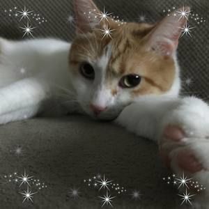 Meet your Posher, Charis